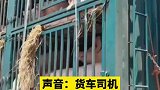 拯救二师兄,消防员给百余头猪洒水降温
