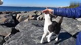 海边偶遇一只流浪猫，站起来要人摸摸，没给点吃的你好意思走