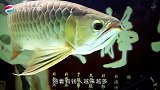 男子给金龙鱼做美容，一条鱼收费过万，死了照价赔偿你敢做吗