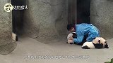 奶妈想与熊猫宝宝来个合照，没想到刚一转身，头就被啃了