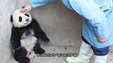 只因主人回家晚了，小鹦鹉嚣张的训斥主人，镜头记录有趣一幕