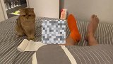 养猫小妙招你学会了吗