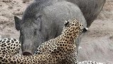 花豹散步偶遇野猪，花豹一个箭步冲上去钳制住野猪，一看吓一跳啊