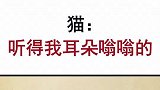 你没看到猫都感动哭了吗