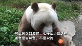 大熊猫通体棕色，游客质疑遇到“假熊猫”，园方：从小就这样