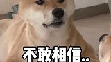 原来狗子也会有容貌焦虑..柴犬 萌宠