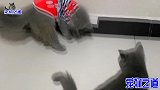 几只猫缠着主人玩，主人故意惹怒胖公猫，没想到它的反应让人意外
