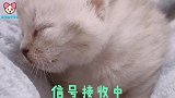 三个女人一台戏，三只狗狗两台戏，这一屋子都是狗精
