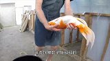 锦鲤如何人工繁殖？工人狂压鱼肚，三秒不到，鱼就“一泻千里”！