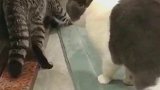 猫：我没惹你，你别挠我呀！