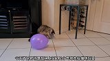 猫咪喜欢拿气球玩耍的样子太可爱啦，这样的猫咪你喜欢吗