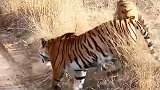 两头超级大猫咪的惊人战斗！