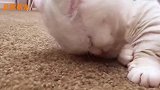 猫咪睡着后鼻子上有个神奇的开关，按一下就收获惊喜