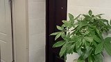 螺蛳粉和电报的完美碰撞