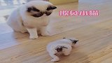小猫咪多才被大猫欺负，多亏猫妈咪及时出现，不然就危险了！