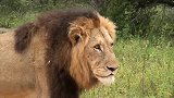 南非克鲁格国家公园—雄狮联盟的天堂，狮群众多的动物大观园