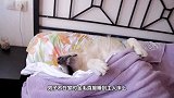 主人带回新宠兔子，金毛的反应让哭笑不得，镜头记录搞笑画面