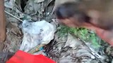 哪个主子这么狠心，小奶狗用袋子装了扔在野外，它连觅食都不会