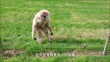 都说刺猬碰不得，这浣熊偏不听，结果就后悔了吧