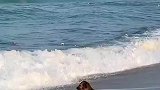 狗狗坐在海滩上，任由海浪拍打