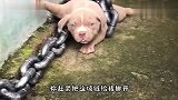 听说现在流行养恶犬，让你看看王大爷养的恶犬，别被吓着了啊