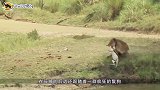 一群鬣狗围攻母狮，最终母狮被鬣狗掏肛而亡，镜头记录悲惨结局