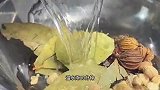 卤菜凉拌菜的法宝“复合醋水”，酸味中和还特别香！会的人不多！