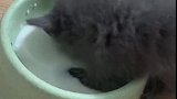 猫：好久没喝奶了，痛快，再给我来两碗！