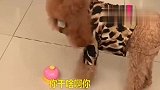 小泰迪被同类欺负，回家向主人告状，委屈的直流眼泪