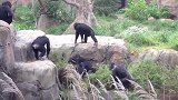 小浣熊闯入黑猩猩领地,被黑猩猩抓住,直接扔了出去
