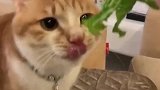 白猫我才不吃菜，我又不是橘猫！