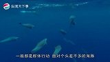 海洋霸王鲨鱼为什么不吃海豚鲨鱼不仅打不过，而且根本追不上