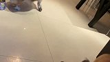 维维想吃狗粮，皮皮就想吵架不让维维吃柯基吵架
