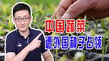 中国蔬菜遭外国种子占领，种子安全意识迟到了百年，优质种太重要