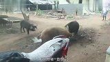 家猪秒杀野猪王,太不可思议了,过程都在镜头下记录着