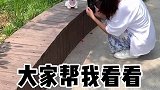 大家帮我看看这狗看厂子需要注意什么