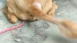 狗子：主人你看这尾巴还可以扫地！