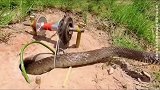 简单的捕蛇机关陷阱，就能捕捉眼镜蛇！