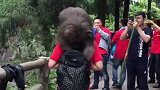 大姐出来旅行，没想到遇到了这样的动物，吓的一动不动！