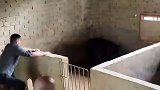 以这猪的弹跳力，迟早一天会跳出去