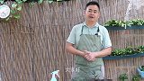 繁殖橡皮树只用一个枝条再浇点它，长根冒芽多
