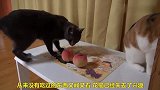 猫咪见了桃子是什么反应，视频记录下真相，原来是这样