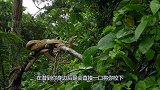 中国最凶猛的鸟，吃毒蛇就像吃辣条，被称为毒蛇克星