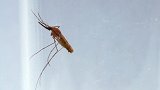 法国动物权利人士建议人类为蚊子献血：它们要养幼虫