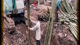 越南盖房子往土里插竹子