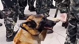 兵哥哥与狗狗之间的爱，狗狗羞的脸都红了