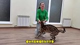 大猫发现座位被狗占了，它一脸温柔地商量，结果却惹得狗狗暴怒