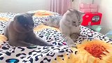 看我给他们来个震动模式