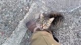 流浪猫在大街上遇见曾经的主人，立刻凑过来撒娇让人心疼