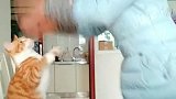 猫：主人你是要来挑战我么